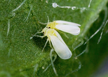 Two yellow flies with white wings sitting on a green leaf.