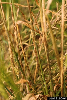 Thin, brown and green plant stems.