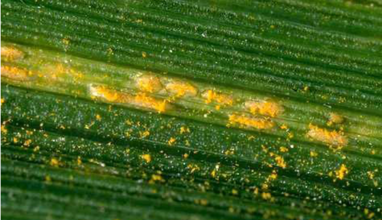 Yellow particles forming stripes along a green leaf surface.