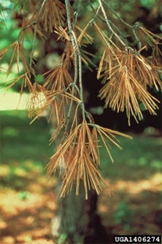 A branch of pine tree with dried brown pine needles.