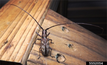 A brown beetle with long antennae on a plank of light-coloured wood.