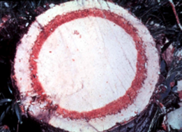 A white circle of wood with an inner red ring.
