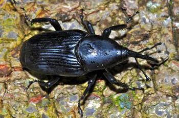 A shiny black beetle with a long nose-like structure on a colourful background.