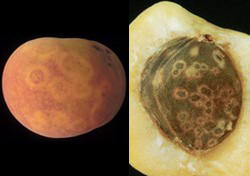 A round reddish-orange fruit on a black background.(left) The fruit has yellow circular lines on the surface.Half of a roundish creamy-yellow fruit with a large brown seed in the middle. The seed has yellow circular lines on the surface.(right)