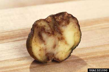 A potato cut in half with brown blotches, sitting on a wooden table.