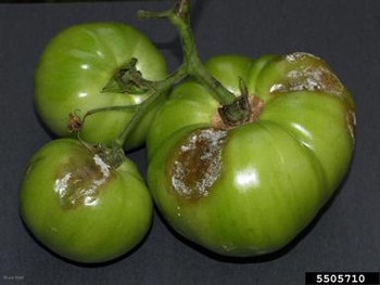 Three green tomatoes showing white mould and brown rotting spots, on a grey background.