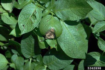 Green leaves of a potato plant with a blackened area on one leaf.