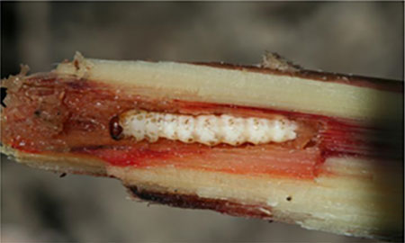 A shiny creamy plant stem cut in half showing a white grub with a brown head inside the stalk. The grub is surrounded by red stains.