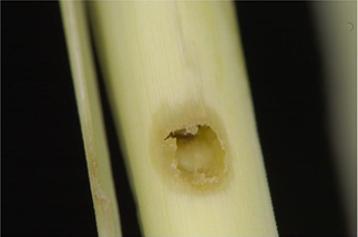 Close up of creamy-white stripy plant stalk with a hole in the centre.