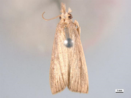 A creamy brown greyish moth with brown eyes and one curly antennae with a silver pin on a grey background.