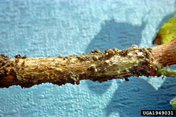 A creamy brown, bumpy plant root with a white patch against a blue background.