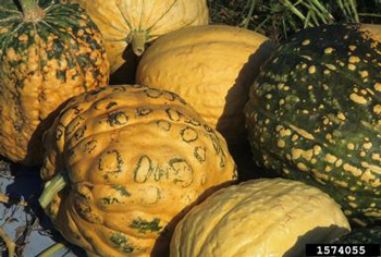 Six green and orange pumpkins with spots and raised areas.