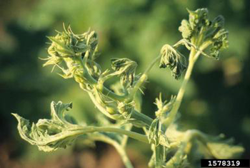 Curled green plant stems and leaves on a green background.