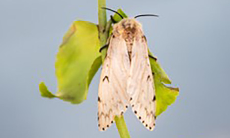 A light brown moth with v-shaped markings on its wings and black spots along the bottom edges of its wings. The moth sits on a small green leaf on a grey background.