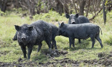 Black feral pigs standing among grass and trees.