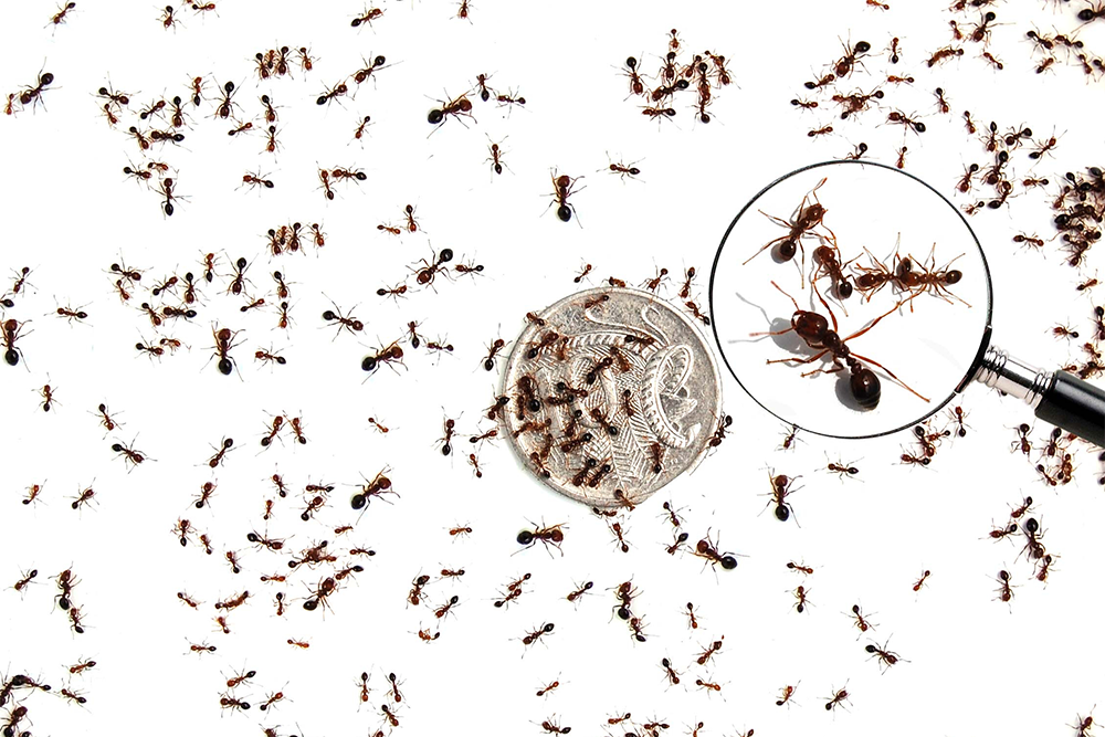 Image of a 10c coin with lots of fire ants, as well as a magnifying glass