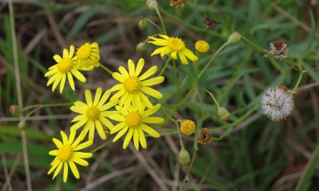 Several yellow daisy looking flowers with green leaves.