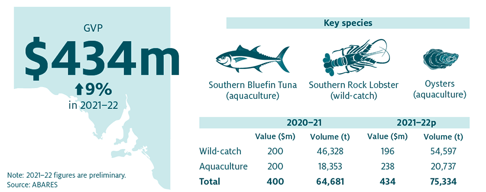 Shows that the combined value of South Australia’s fisheries and aquaculture production decreased by 9% in 2021–22 to $434 million. The key species produced in South Australia are Southern Bluefin Tuna (aquaculture), Southern Rock Lobster (wild-catch) and Oysters (aquaculture).