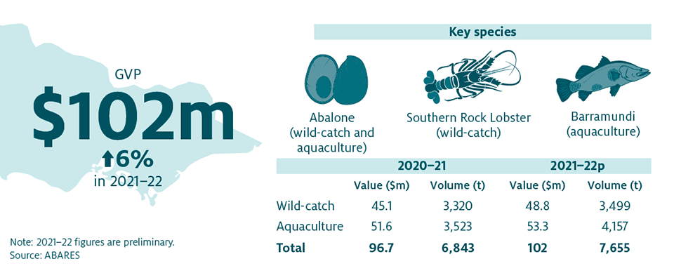 Shows that the combined value of Victoria’s fisheries and aquaculture production increased by 6% in 2021–22 to $102 million. The key species produced in Victoria are Abalone (wild-catch and aquaculture), Southern Rock Lobster (wild-catch) and Barramundi (aquaculture).