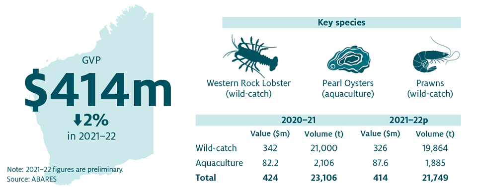 Shows that the combined value of Western Australia’s fisheries and aquaculture production decreased by 2% in 2020–21 to $414 million. The key species produced in Western Australia are Western Rock Lobster (wild-catch), Pearl Oysters (aquaculture) and Prawns (wild-catch).