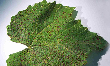 A large, green leaf with small brown spots on a grey background.