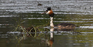 Around 30 Great crested grebes were seen on one lagoon.