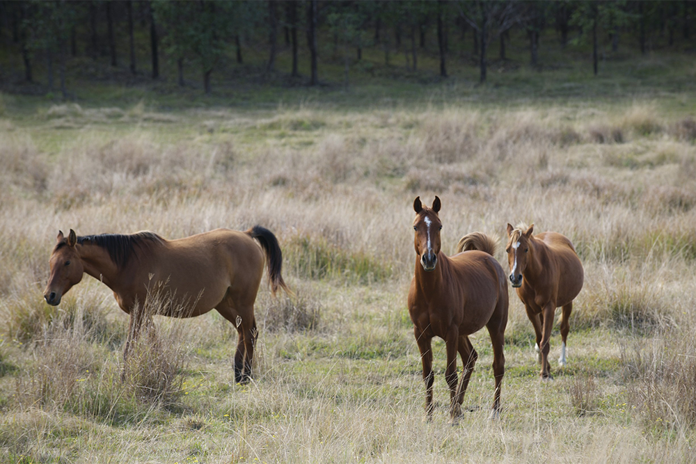 Image of three horses in a field