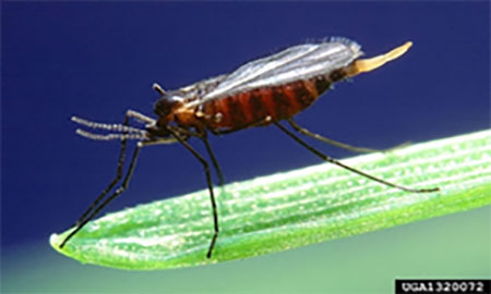 An orange and brown striped mosquito-like insect with long legs perched on a green leaf on a blue background.