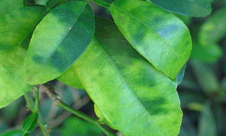 Light green and dark green splotches on green citrus leaves.