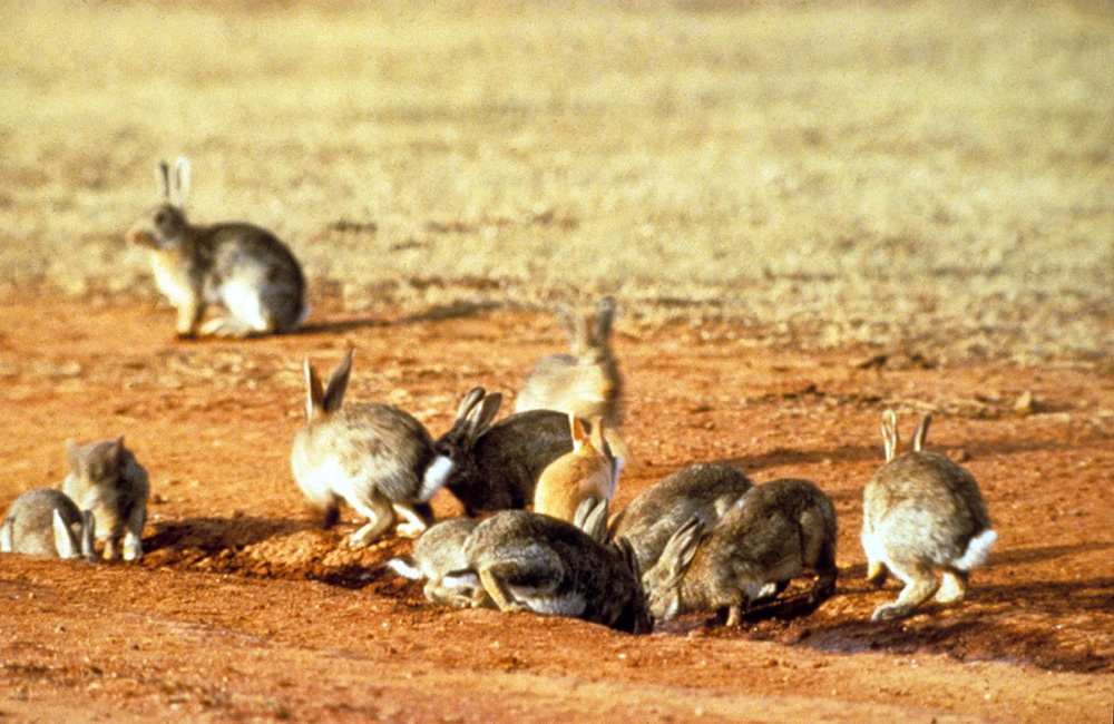 Image of a group of feral rabbits crowding on a patch of dirt