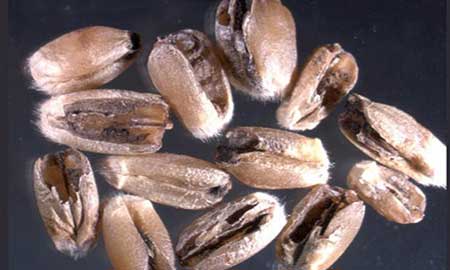 Close-up of brown, oval shaped wheat grains with cracks, dark brown blotches and white hairs on a grey background.