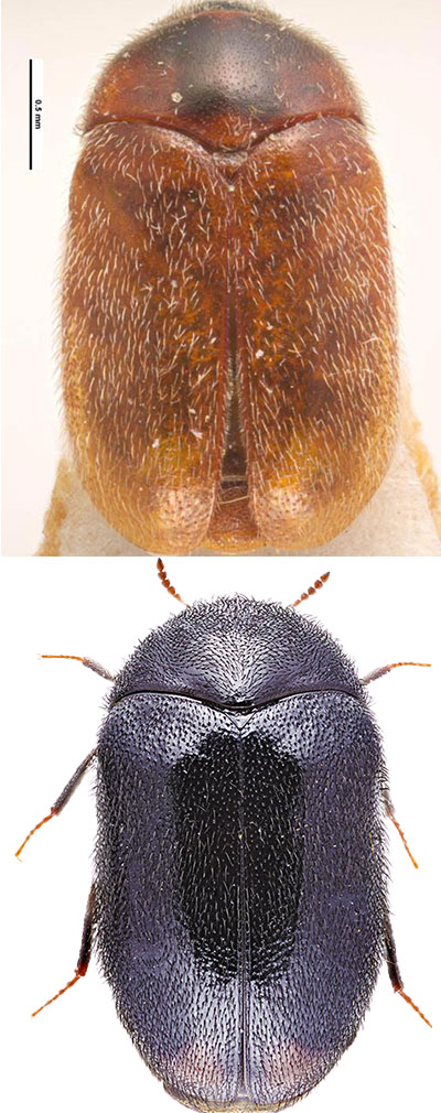 Top image is of a light brown Khapra beetle and below image is of an Australian dark brown/black native beetle (Eurhopalus apicipennis native dermestid beetle)