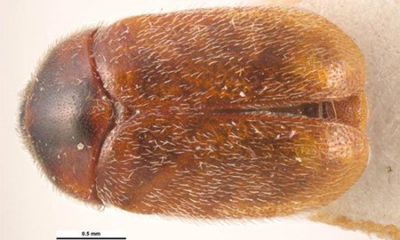 Close up of a brown, hairy beetle