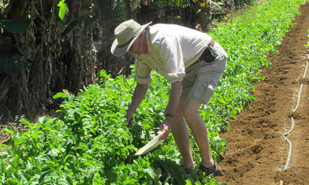 Dr Laurence Mound sampling thrips.