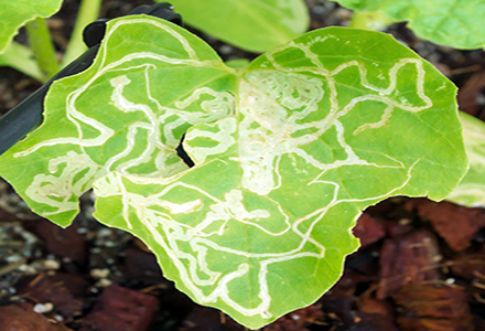 Leaf miner