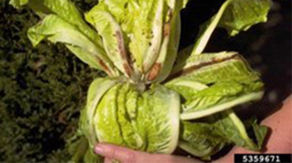 A person's hand is holding a green leafy lettuce with brown marks.