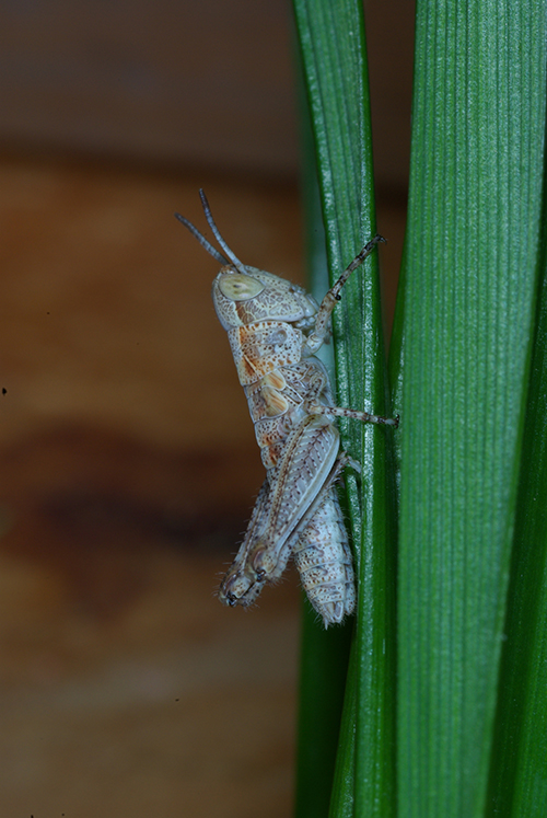 Image of a locust on a green plant stalk