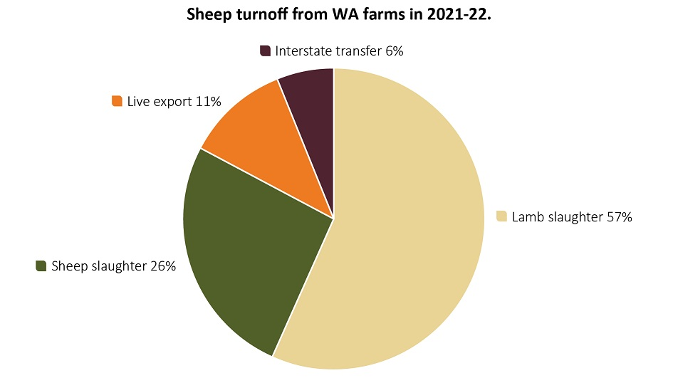 The pie chart shows that more than 80% of sheep and lambs in WA are sent for domestic slaughter. In comparison, live export makes up 11% of turnoff and interstate transfer 6%.