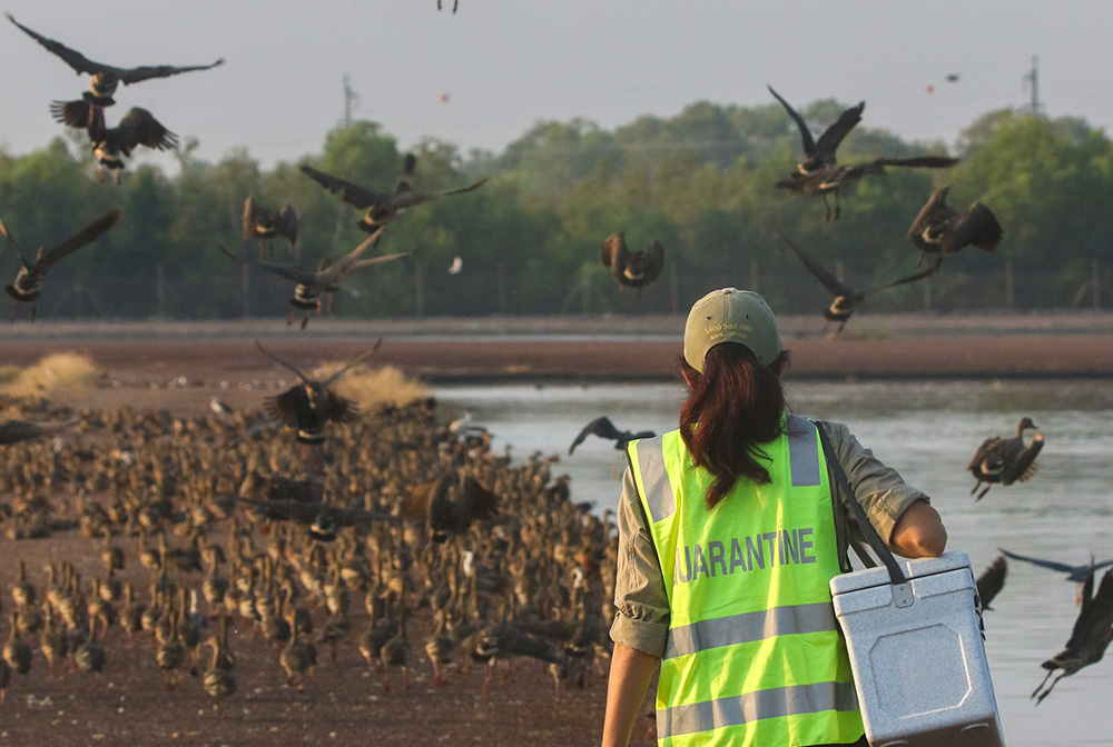 biosecurity officer testing birds for hpai