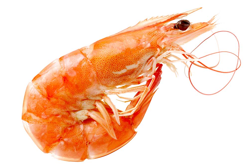 Biosecurity conditions for imported prawns - DAFF