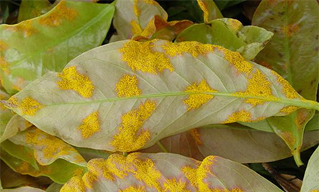 Pale green leaves covered in bright yellow blotches.