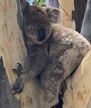 Koala taking a nap