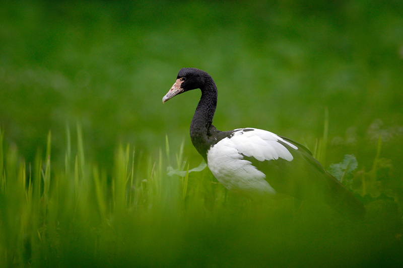 Native black and white bird standing in long green grass