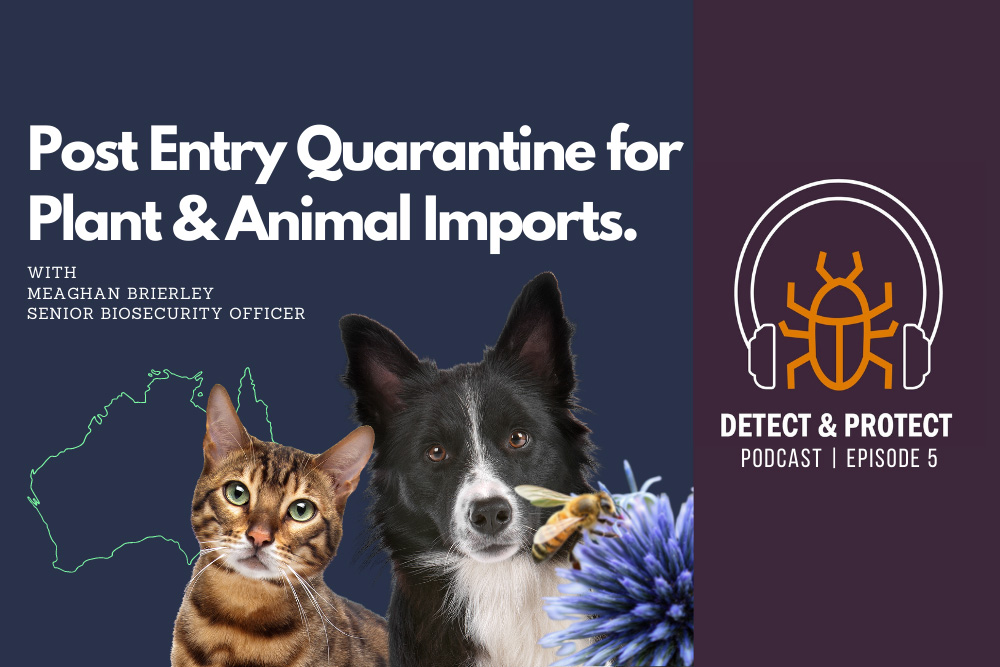 Post Entry Quarantine for Plants and Animal imports - DAFF