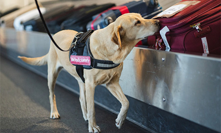 Image of a sniffer dog inspecting baggage on a bag carousel 