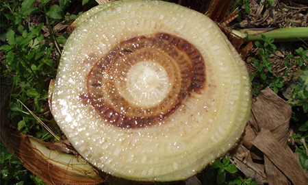 The cut stem of a banana plant stem. It is white and creamy with brown discolouration in the inner section.