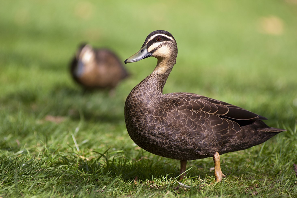 Image of 2 ducks, one in the foreground, one in the background