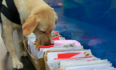 Image of a sniffer dog inspecting mail