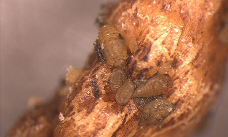 Yellow-brown grubs feeding on a creamy-brown plant root against a grey background.