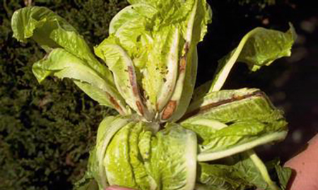 A person's hand is holding a green leafy lettuce with brown marks.